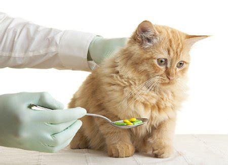 Anti-anxiety Medication For Cats | The Cat Site