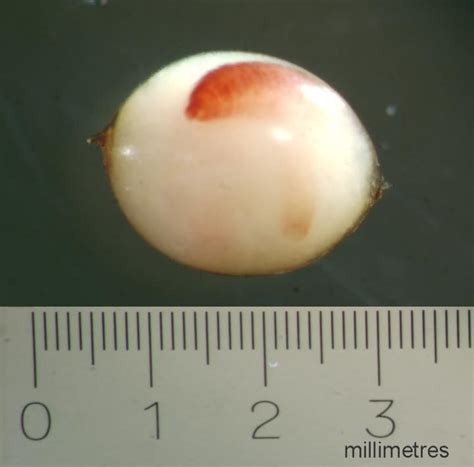 Dendrobaena Cocoon [IMAGE] | EurekAlert! Science News Releases