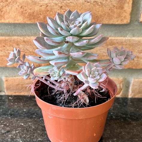 Graptoveria Milky Way Variegata Pote Suculentas Holambra