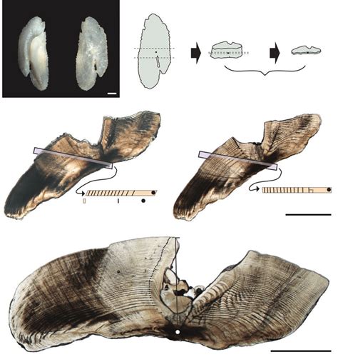 Preparation Of Otolith Sections From Kyphosus Bigibbus A Whole Right