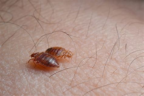 Bed Bug Pictures Bed Bug Exterminators In NYC Brooklyn Queens