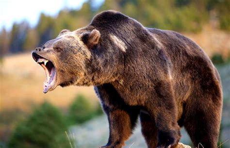 Angry Brown Bear | Wallpapers Gallery