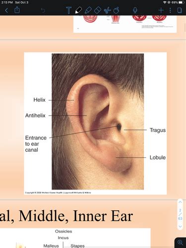 Ear Nose Sinuses Mouth Throat Flashcards Quizlet