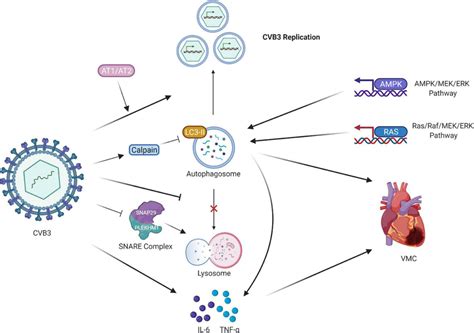 Regulation Of Cvb And Autophagy In Vmc Cvb Infection Triggers The