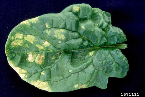 Downy Mildew Peronospora Farinosa On Spinach Spinacia Oleracea