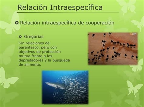 Relaciones Intraespecífica E Interespecíficas Ppt