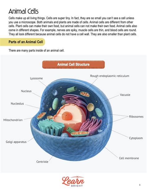 Lesson Plan On Cell Structure