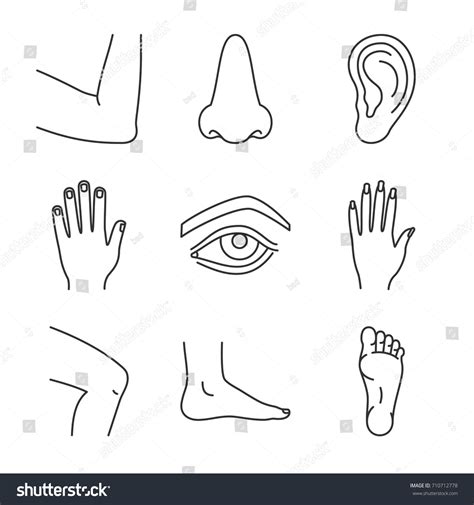 Human Body Parts Linear Icons Set Stock Vector Royalty Free