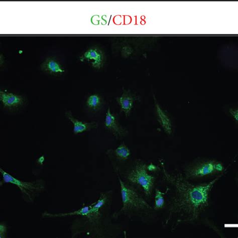 Derivation And Characterization Of Ipscs From Human Mgcs A B