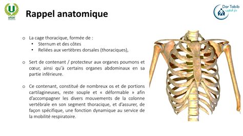 Solution Anatomie Fonctionnelle Rachis Dorsal Respiration Me Physio