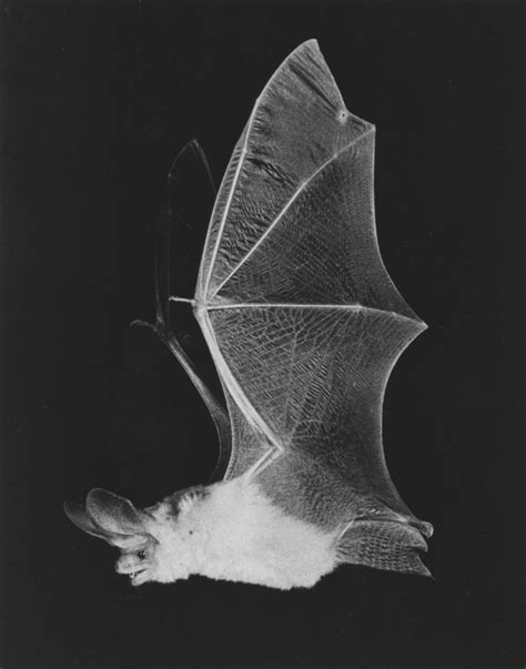 Ocean channel in Bahamas marks genetic divide in Brazilian free-tailed