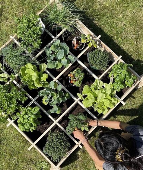 Descubre cómo cultivar tu propio huerto en la cocina de forma sencilla