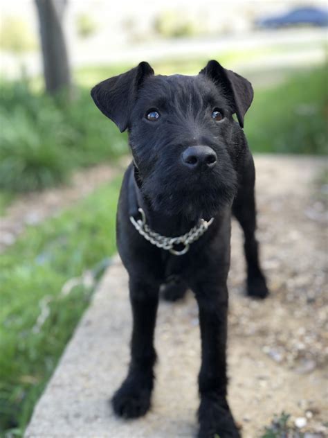 Diesel At 4 Months Patterdale Terrier Patterdale Terrier Puppy