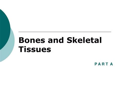 Ppt Bones And Skeletal Tissues Powerpoint Presentation Free Download