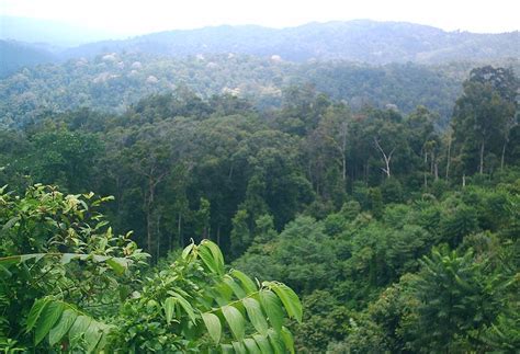 Ciri Khas Hutan Hujan Tropis Homecare24