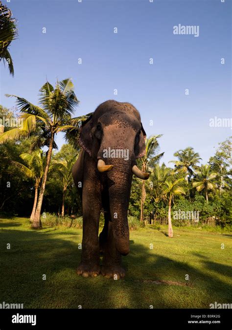 Indian Wild Elephant Kerala Hi Res Stock Photography And Images Alamy