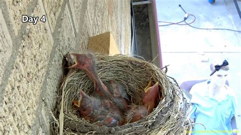 Hawk Steals Two 14 Day Old Baby Robins Before And After Youtube