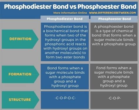 Difference Between Phosphodiester Bond and Phosphoester Bond | Compare the Difference Between ...