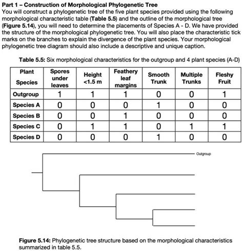 Solved Part 1 Construction Of Morphological Phylogenetic Tree You Will Construct A