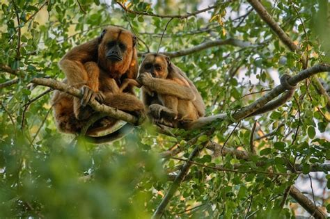 Macacos Bugios Bem No Alto De Uma Rvore Gigante Na Selva Brasileira