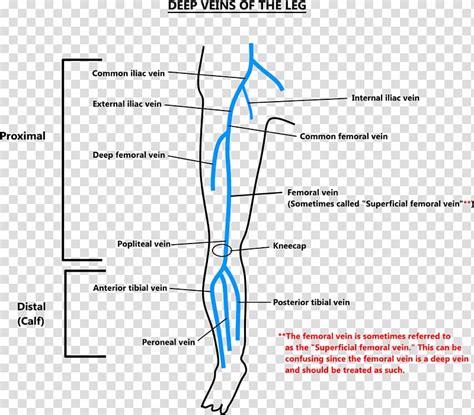 Femoral Vein Anatomy Anatomy Reading Source