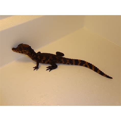 Dwarf Caiman - babies - Strictly Reptiles