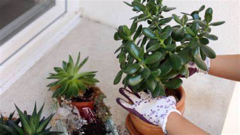 Árbol de jade si lo tienes en la cocina aquí debes colocarlo para