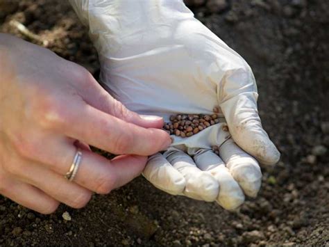 Graines De L Gumes Pour D Butants Graines De L Gumes Faciles Planter