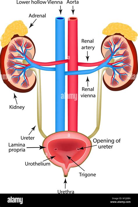 The Structure Of The Kidneys The Adrenal Gland And The Bladder