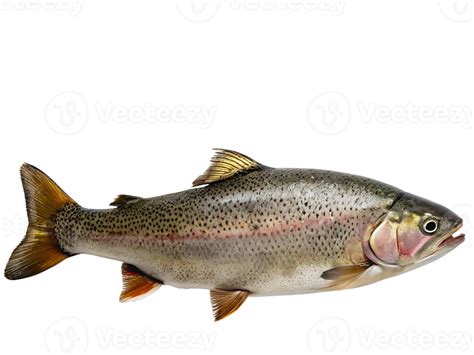 Trout Fish On Transparent Background 42840740 Png