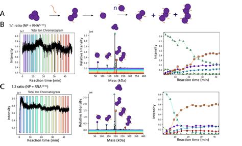 NP3 dissociation and step-wise assembly of nucleocapsids. (A) Schematic ...