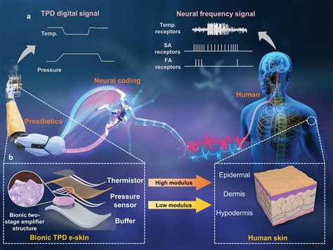 Bioinspired Youngs Modulus‐hierarchical E‐skin With Decoupling