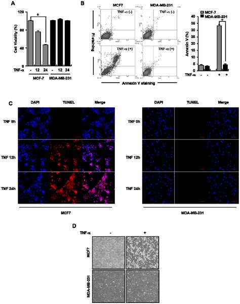 Cells Free Full Text Hdac Er Selectively Regulates Tnf Induced