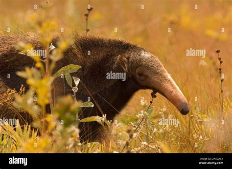 Giant Anteater Myrmecophaga Tridactyla Serra Da Canastra Minas