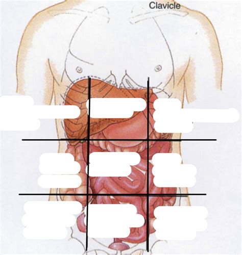 Abdominopelvic Regions 2 Diagram Quizlet