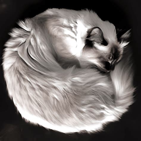 Birman Cat Sleeping In A Circle Creative Fabrica