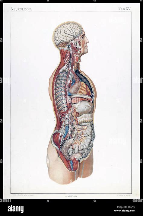 Anatomie Normale Du Corps Humain Immagini E Fotografie Stock Ad Alta