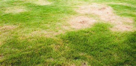 Secret Tips To Fix And Prevent Bare Spots In Your Lawn