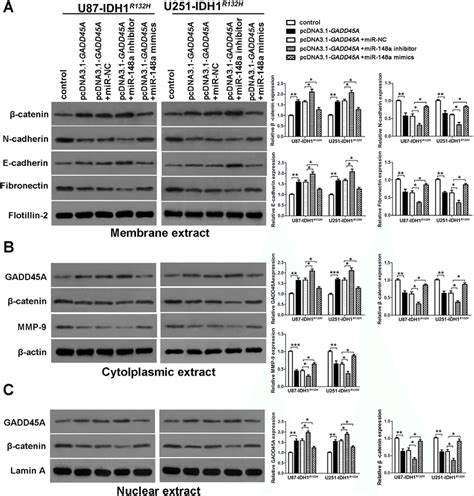 Mir 148a Stimulates β Catenin Mmp 9 And The Epithelial Mesenchymal