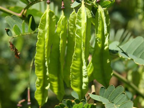 Sesbania Punicea Profile California Invasive Plant Council