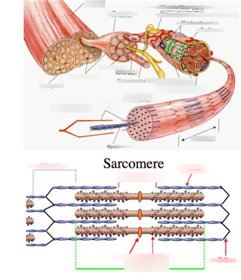 Diagram Of Structure Of Skeletal Muscle Quizlet