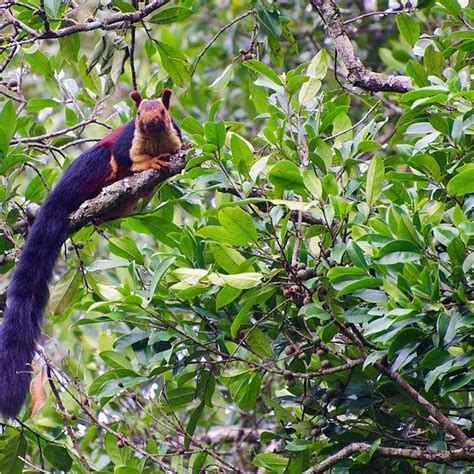 India's Giant Technicolor Squirrels – Bhimashankar, India - Atlas Obscura