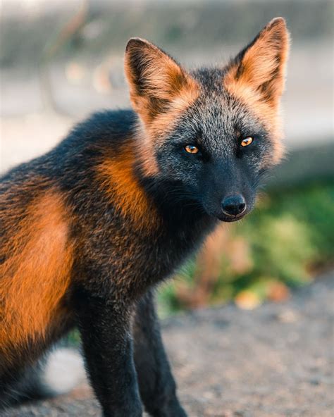 Incredible Photos Of Cross Fox Go Viral After People Say It Looks Like