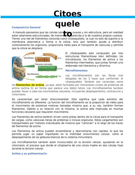 Citoesqueleto Resumen Biología molecular Composición General A