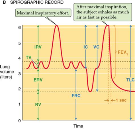 Respiratory Mechanics I Static Properties Of The Lung Flashcards