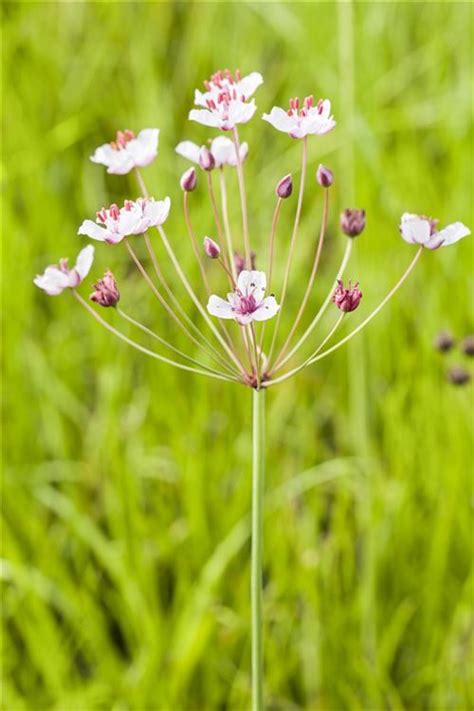 Butomus Umbellatus Schwanenblume Blumenbinse Gartenpflanzen Daepp