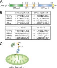 Domain Structure Of Yeast Miro Gtpase Gem1p A A Schematic View Of