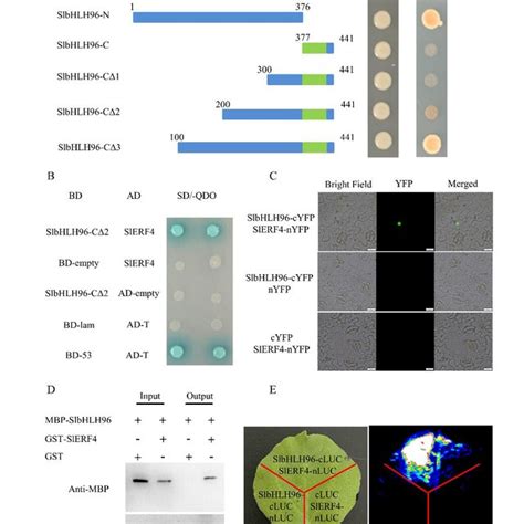 Slbhlh96 And Slerf4 Physically Interact With Each Other A Download Scientific Diagram