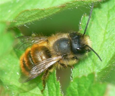 Mason Bees - Home Advice Health and Environment