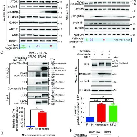 Pdf Ulk1 Atg13 And Their Mitotic Phospho Regulation By Cdk1 Connect